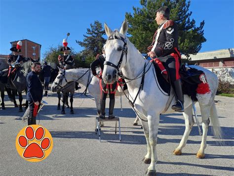 Cavalli Infiocchettati Reggimento Carabinieri A Cavallo Le