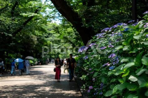 東京都台東区 上野公園 No 27409768｜写真素材なら「写真ac」無料（フリー）ダウンロードok