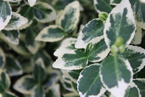 Euonymus Fortunei White Album® Loma Vista Nursery