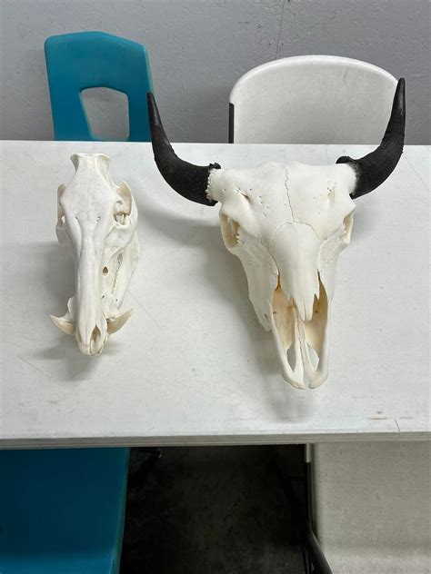 Scotts Chapel Processing, LLC | Aquilla TX