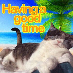 Vacation Cat GIFs - Get the best GIF on GIPHY