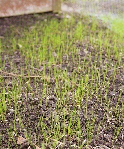 When Does Grass Seed Start To Grow Expert Tips On Timings Homes