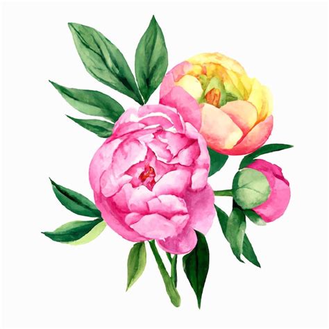 Premium Vector Watercolor Pink Peonies Bouquet Vector Illustration