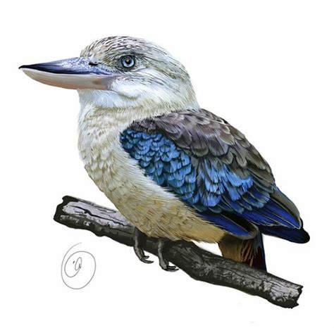 Blue Winged Kookaburra Rbirdart