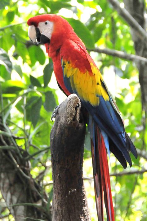 Después De 70 Años De Extinción En La Zona La Guacamaya Roja Regresa A Palenque