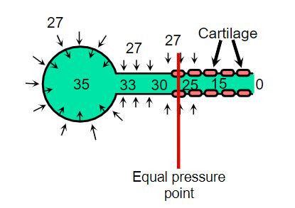 Mechanics Of Ventilation Flashcards Quizlet