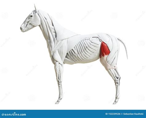 The Equine Muscle Anatomy Tensor Fascia Latae Stock Illustration