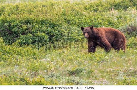 Grizzly Bear Glacier National Park Stock Photo 2017157348 | Shutterstock