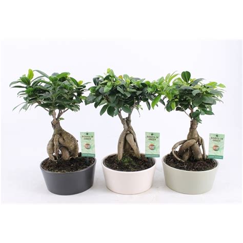 Ficus Ginseng In Matt Round Keramiek Fgw Matt Floraxchange