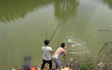 小伙水库钓鱼，用蚕虫做诱饵，全是大条鱼上钩，连杆真是太过瘾了哔哩哔哩bilibili