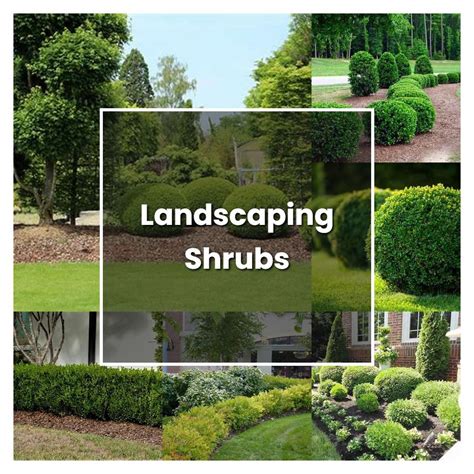 How To Grow Landscaping Shrubs Plant Care And Tips Norwichgardener