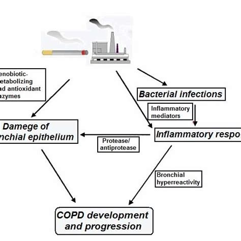 The Main Processes And Pathways Involved In Pathogenesis Of Copd And