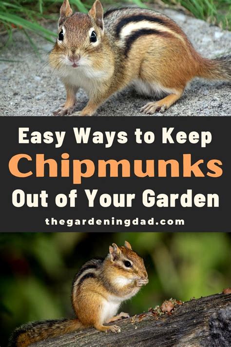 How To Keep Chipmunks Out Of Your Garden 15 Easy Tips Raised Garden