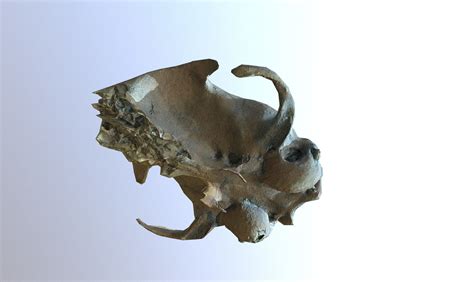 3d Model Photorealistic Scanned Small Skull Of Rodent Vr Ar Low