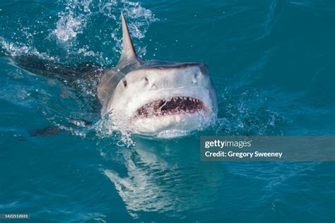 Shark Jumping Out Of Water With Mouth Open Side View
