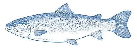 Tasmanian Atlantic Salmon Goodfish Sustainable Seafood Guide