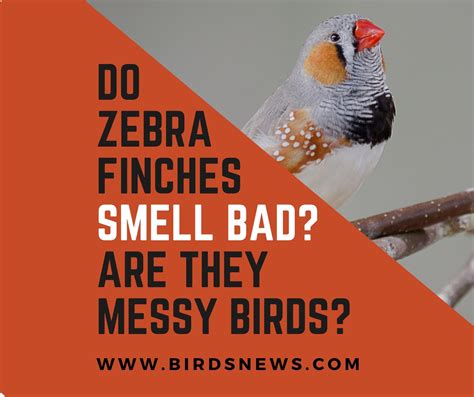 Do Zebra Finches Smell Bad? + Are Zebra Finches Messy Birds? - Birds News