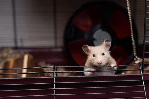 The Best Barred and Plastic Syrian Hamster Cages - Strawbrie Pets