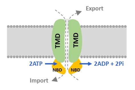 The Schematic Of The Abc Transporter A Functional Abc Transporter Is