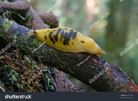 Banana Slug Ariolimax Columbianus Pacific Northwest Stock Photo 6191458