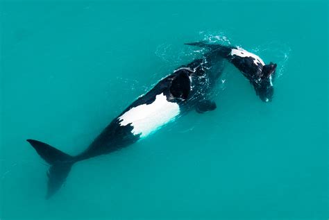 Walker Bay — Marine Protected Areas South Africa