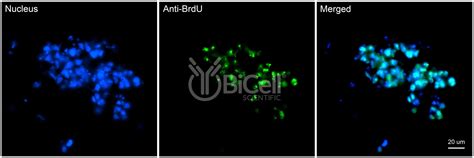 Fluorescent Brdu Assay Kit Bicell Scientific®