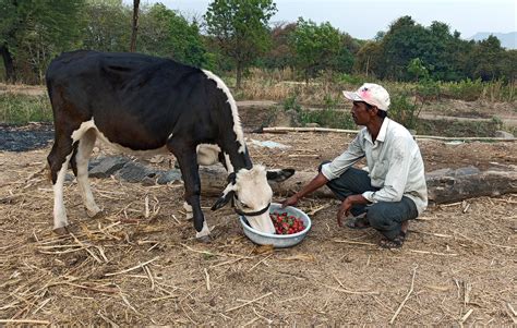 Indian Dairy Farming Industry