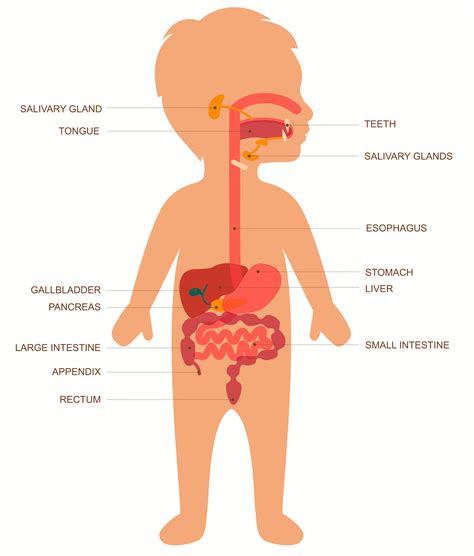 Human Digestive System Worksheet