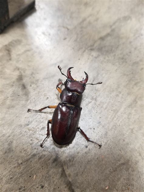 Reddish Brown Stag Beetle Lucanus Capreolus Insects Of Iowa