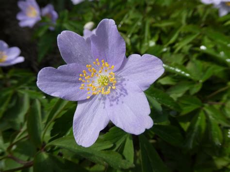 Anemone nemorosa - Art and Science of Horticulture