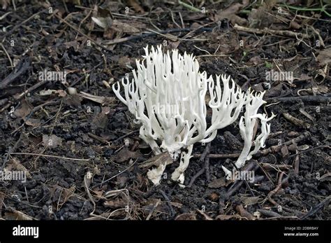 White Coral Fungus Ramariopsis Kunzei Stock Photo Alamy