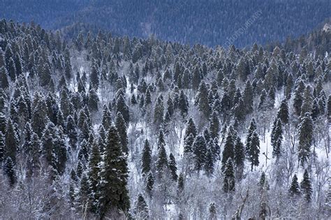 mixed forest stock image  science photo library