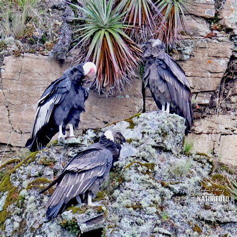 Andean Condor Photos Andean Condor Images Nature Wildlife Pictures