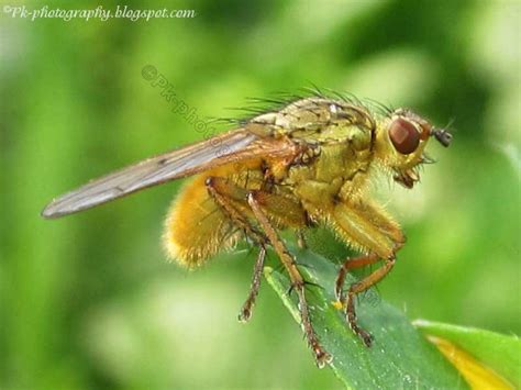 Common Yellow Dung Fly | Nature, Cultural, and Travel Photography Blog