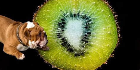 Can Dogs Eat Kiwi? (+ Safest Way to Share It with Your Pup)