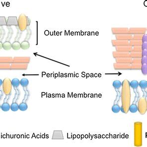 Comparison of bacterial cell wall structure | Download Scientific Diagram