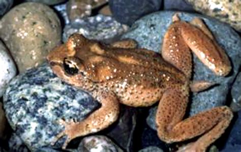 Tailed Frog Northwest Wildlife Preservation Society