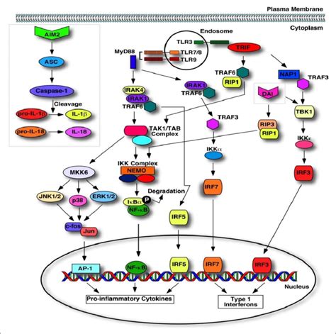 Signaling Pathways Of Nucleic Acid Sensors Toll Like Receptor Tlr