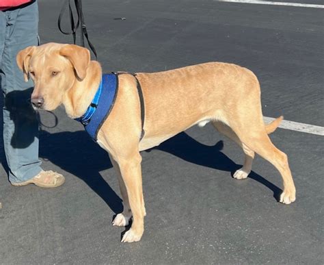 Max Body Shot Monterey Bay Lab Rescue