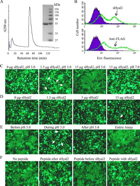 Shyal Mediates Syncytium Formation By Jsrv Env In Cells At Low Ph