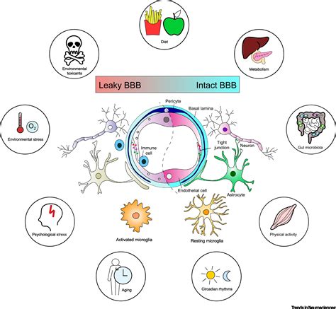 BloodBrain Barrier Dynamics To Maintain Brain Homeostasis Trends In