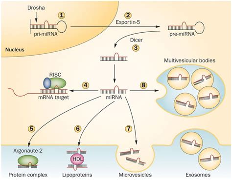 Mechanisms Regulating Microrna Processing And Release Pri Mirnas Are