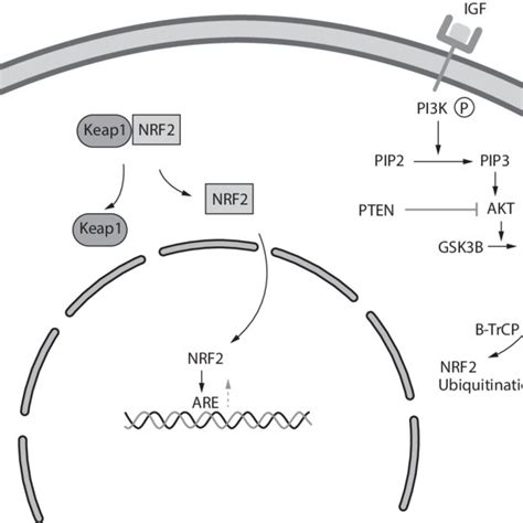 The Regulation Of Nrf Through The Pi K Signalling Pathway And The