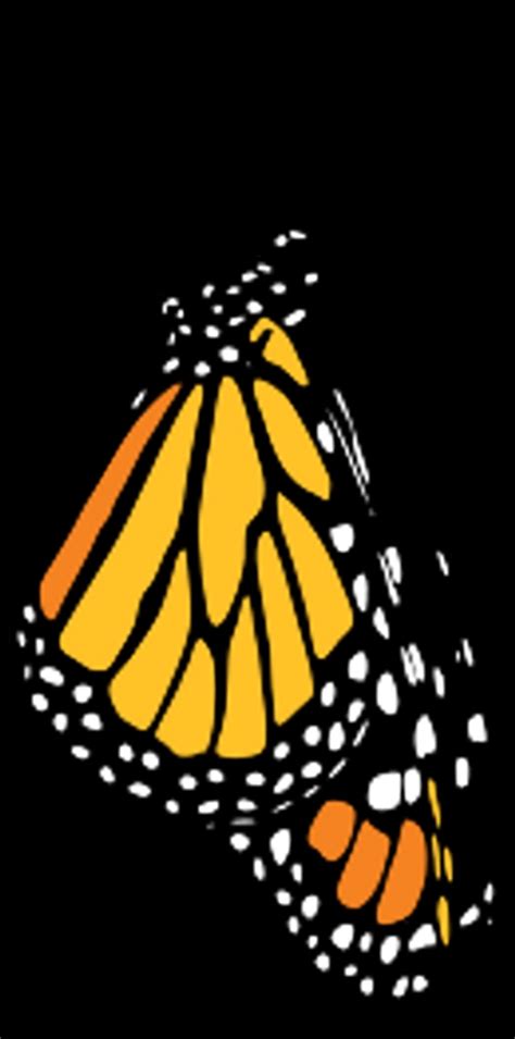 Free Monarch Butterfly Clipart Images Freeimages