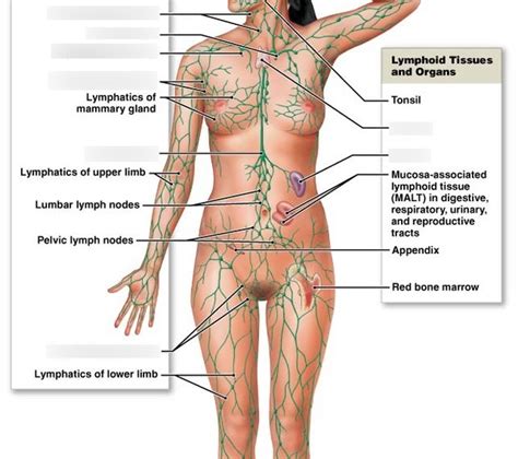 Lymphatic Vessels Pt 4 Diagram Quizlet