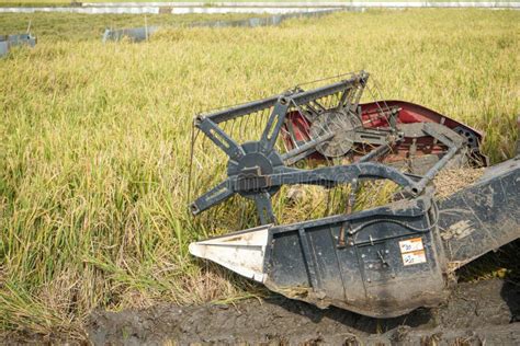 Automatic Rice Harvester Machine is Being Used To Harvest the Fields ...