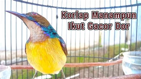 Kolibri Kelapa Manggar Wiceh Korlap Gacordor Memikat Burung