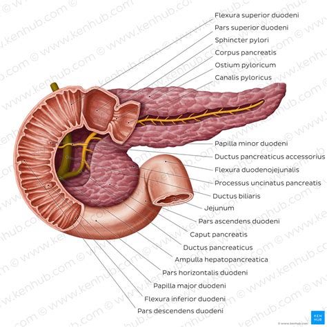 Pankreas Histologie Funktion Diabetes Mellitus Kenhub