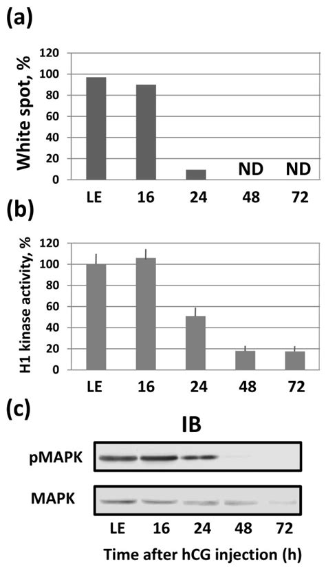 Meiotic Exit In The Unlaid Xenopus Eggs Ovulated Eggs Were Isolated