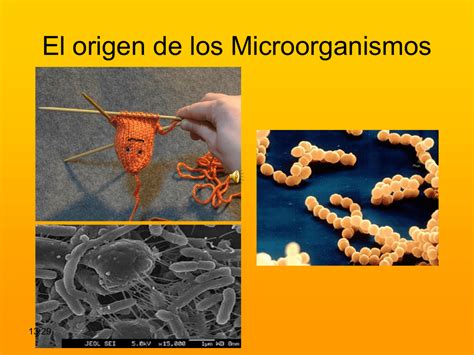 Qu Es Microorganismos Su Definicin Y Significado 2021